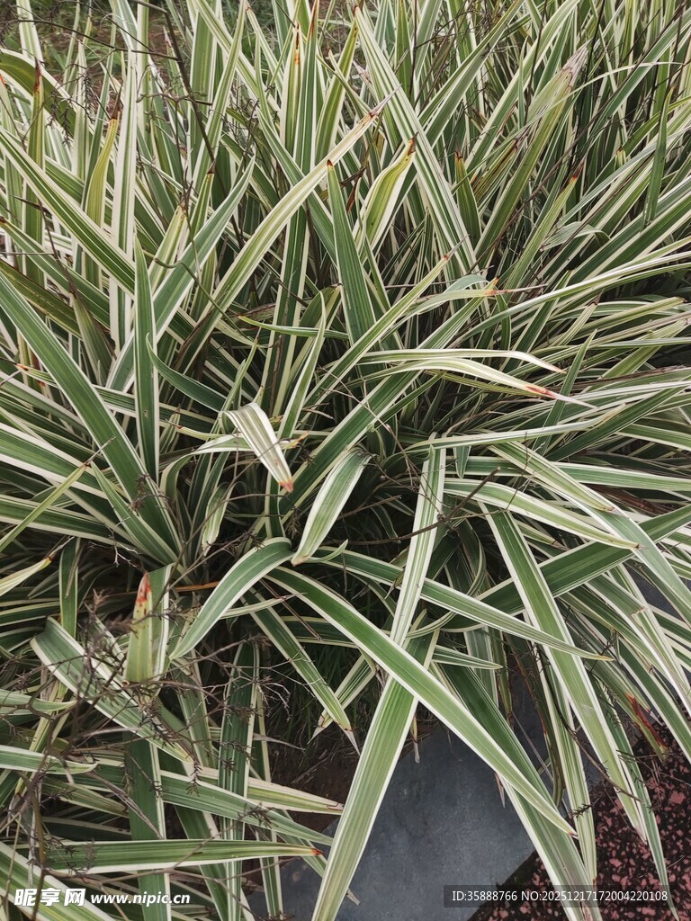 金边麦冬植物特写