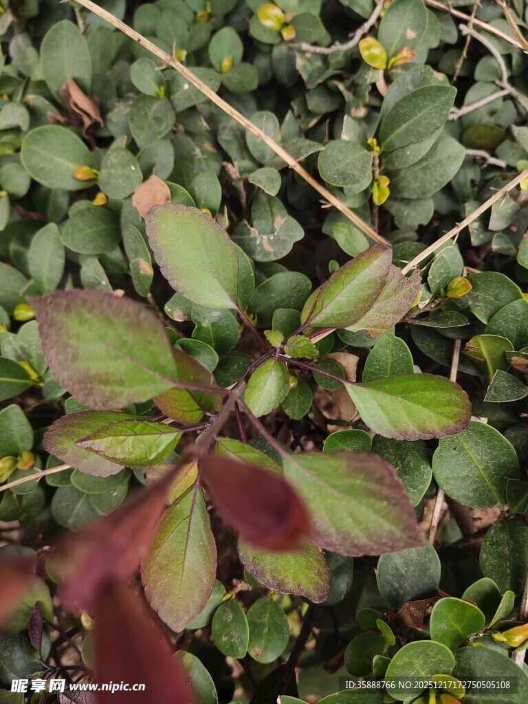 多彩叶片植物特写