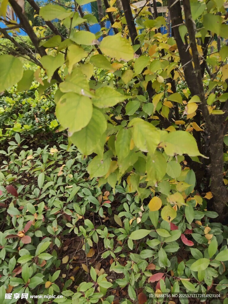 秋日多彩植物景观