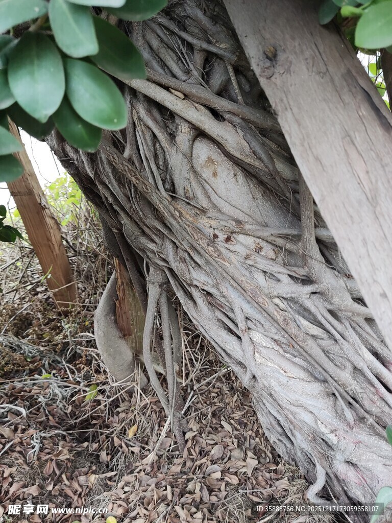 老树盘根的独特根系景观