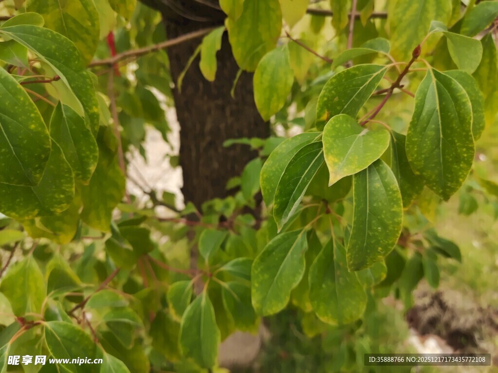 翠绿枝叶挂于枝头