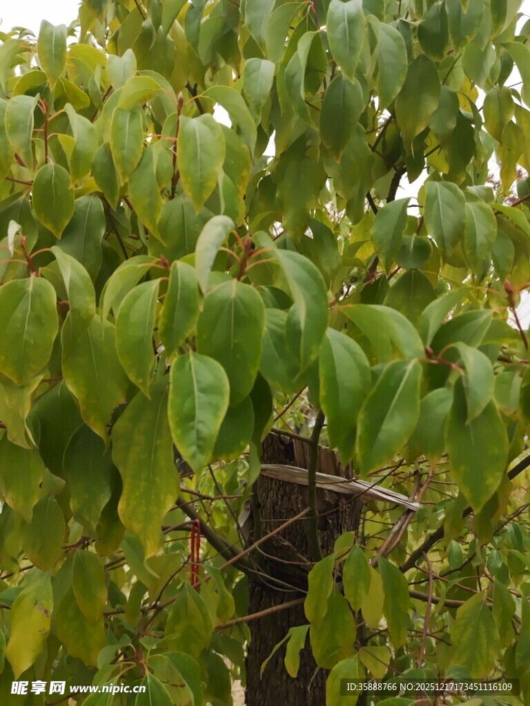 树上鸟巢隐于绿叶间