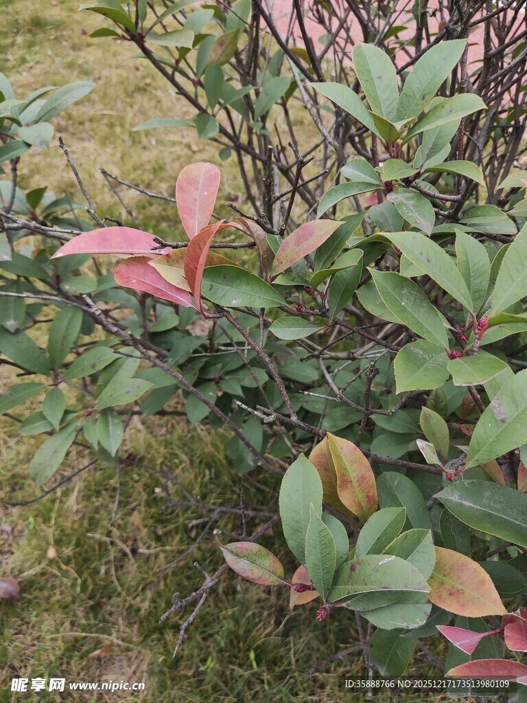 多彩叶片的灌木丛