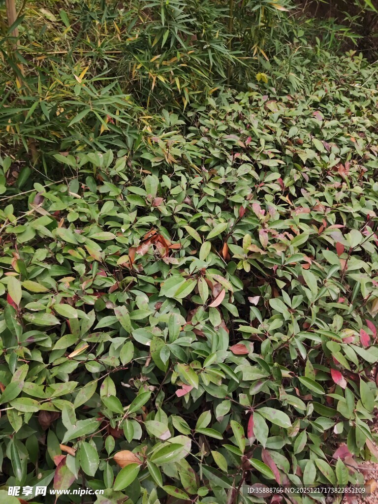 绿叶红边植物景观