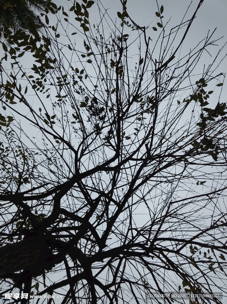 树枝剪影展现自然线条美