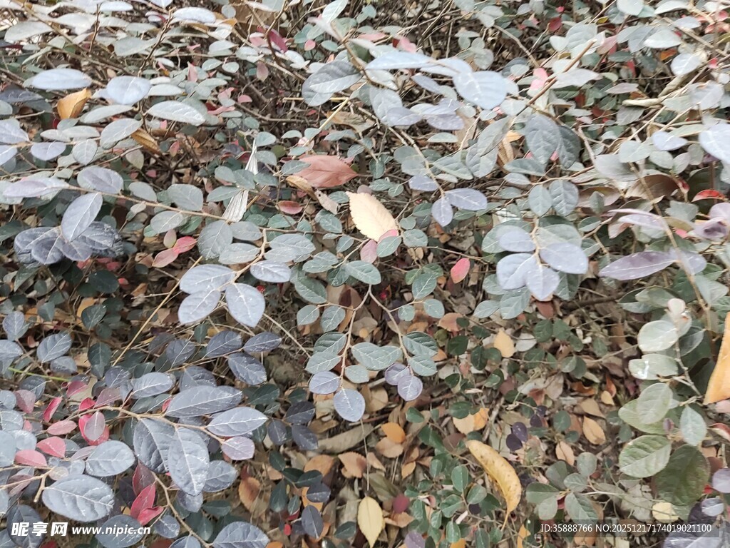 地面上的多彩落叶