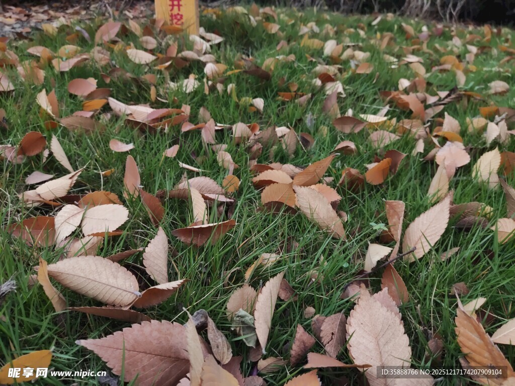 秋日草地落叶景象