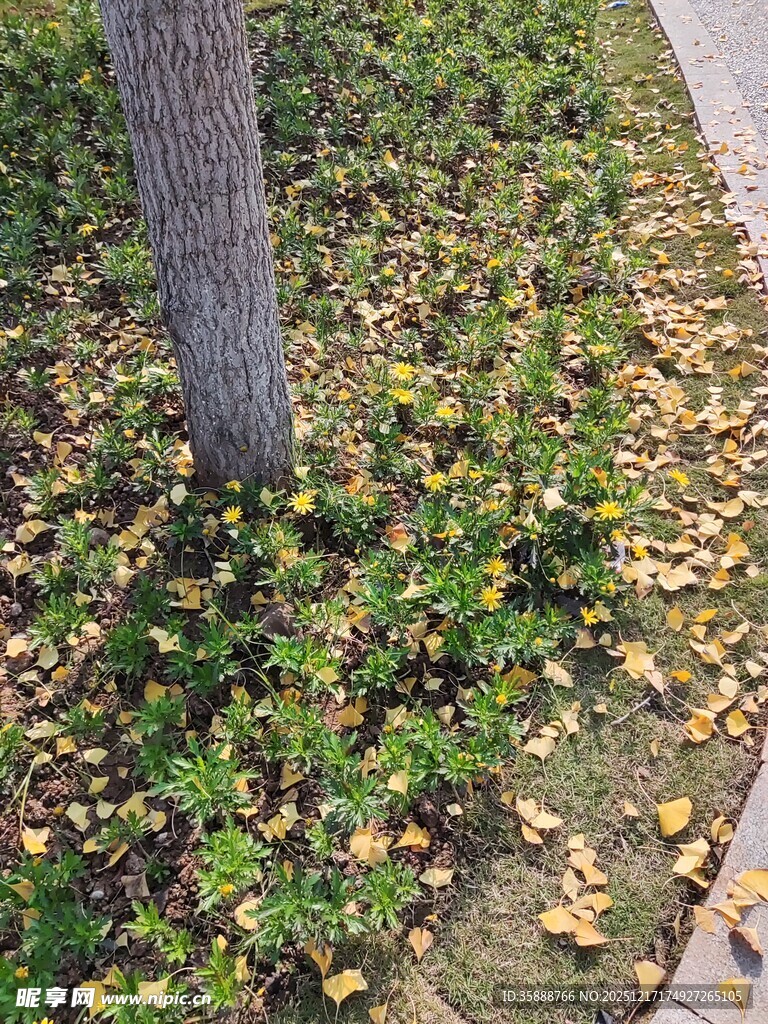 树下落叶与绿植景象