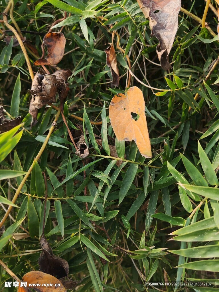翠绿竹叶间的枯黄叶片