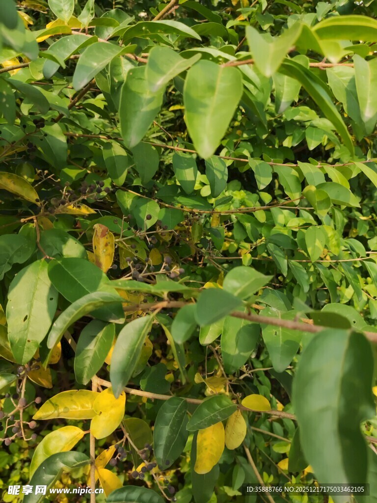绿叶间的多彩植物景观
