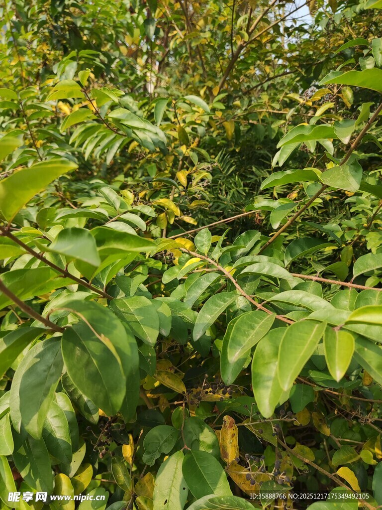 繁茂绿叶植物景观