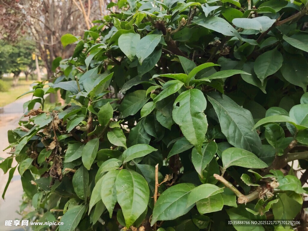 绿叶繁茂的路边植物