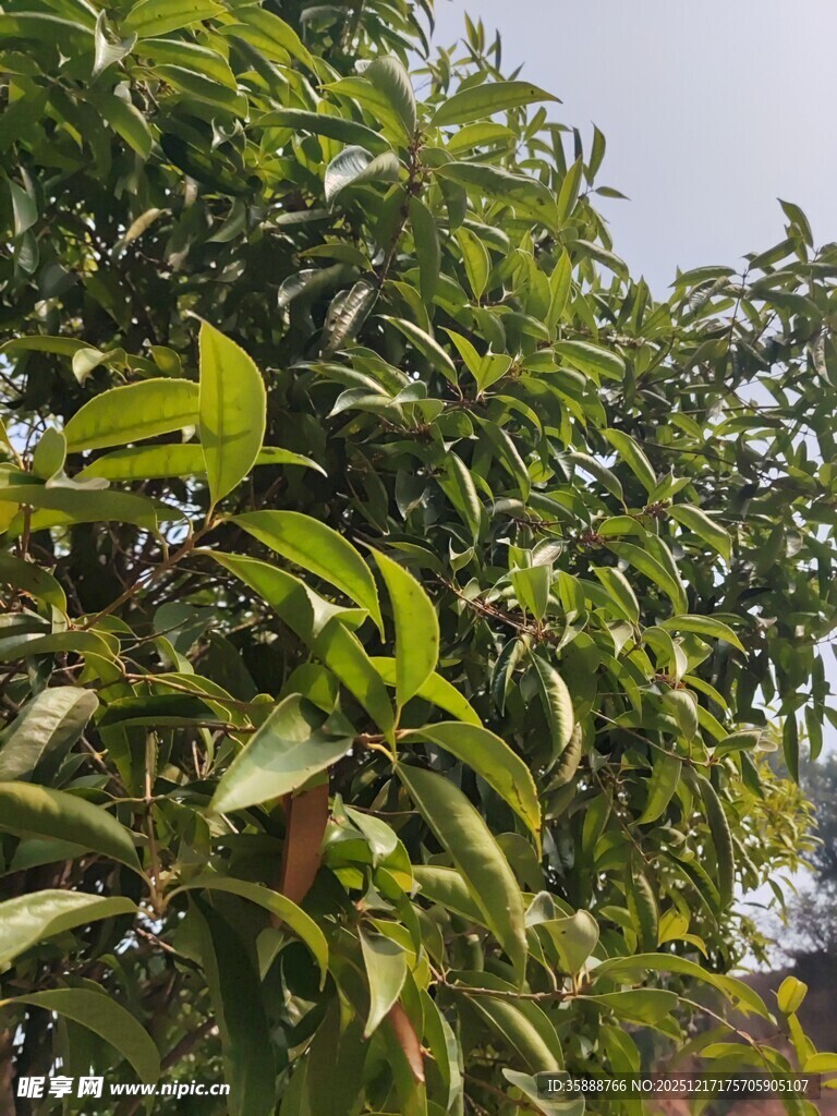 绿叶繁茂的果树景象