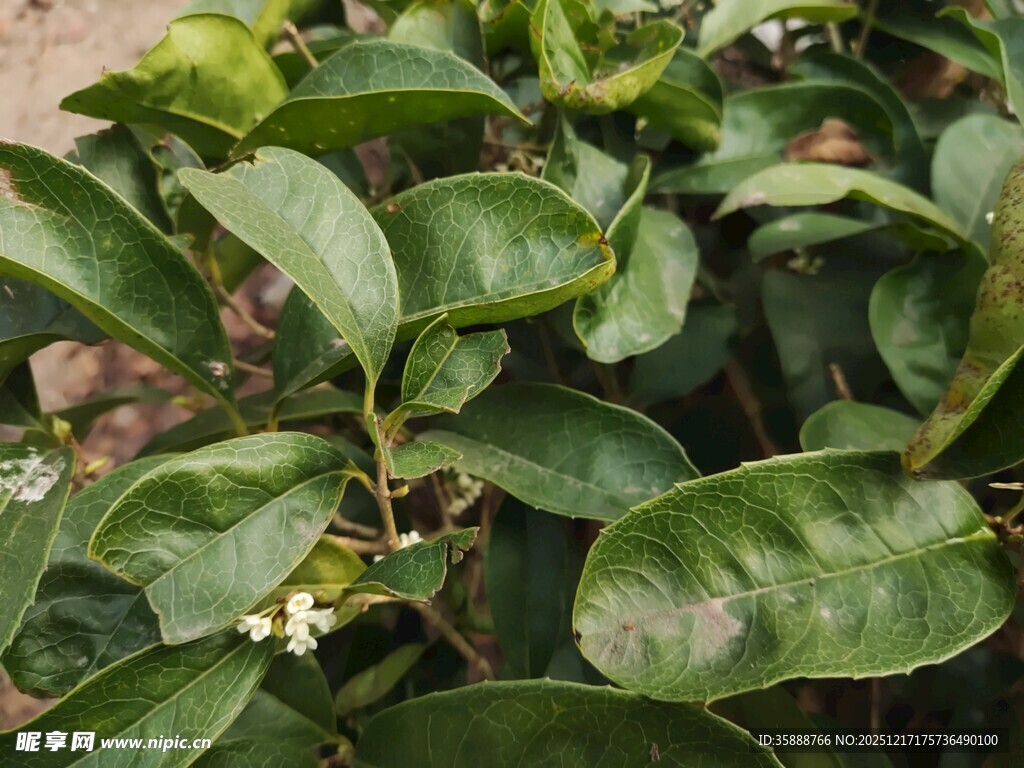 绿叶繁茂的植物特写