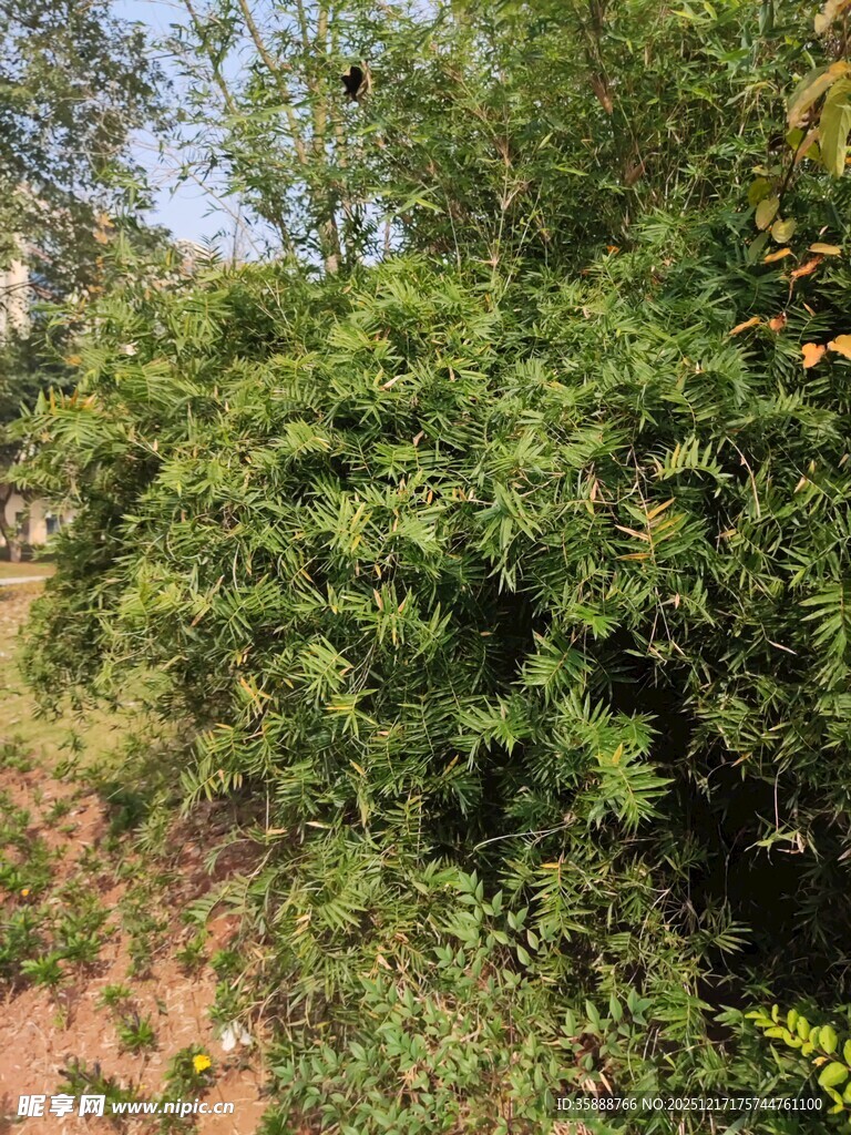 野外繁茂绿植景象