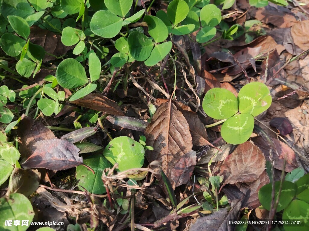 地面上的多样植物叶片
