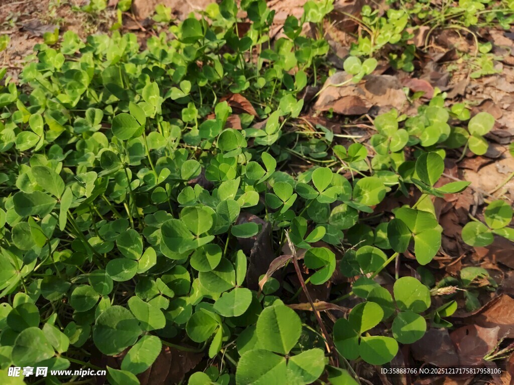 嫩绿的地面植物景观