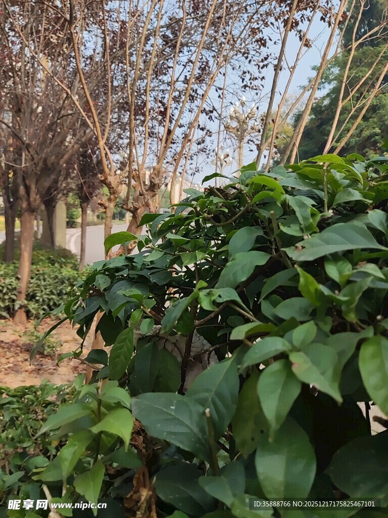 绿叶繁茂的植物景观