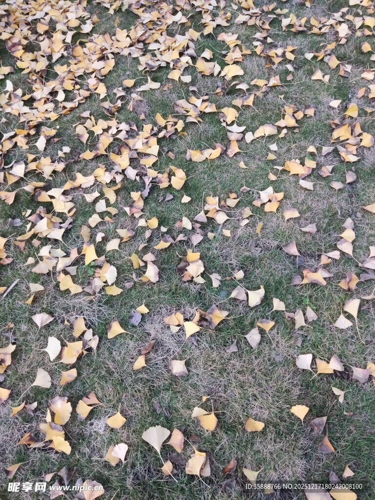 地面散落金黄色落叶