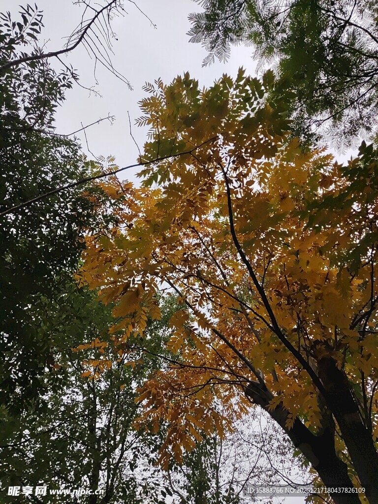 秋日林间斑斓树木景观