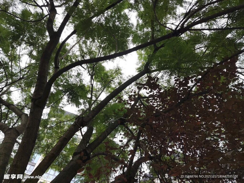 繁茂树枝下的绿意景致