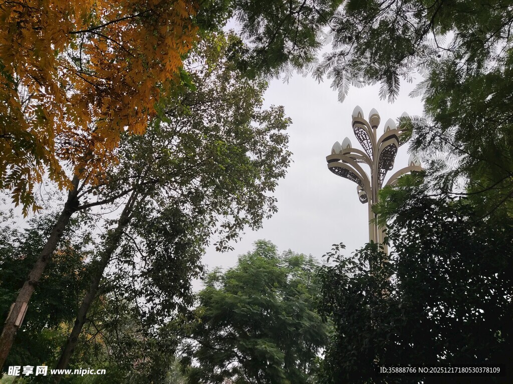 秋日森林树梢景观