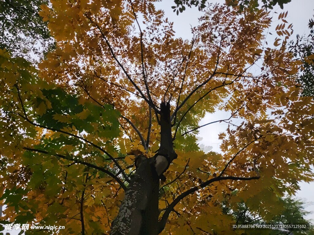 秋日树冠下的斑斓景致