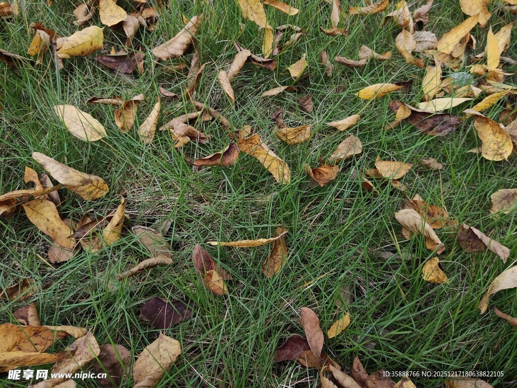 草地上的枯黄落叶