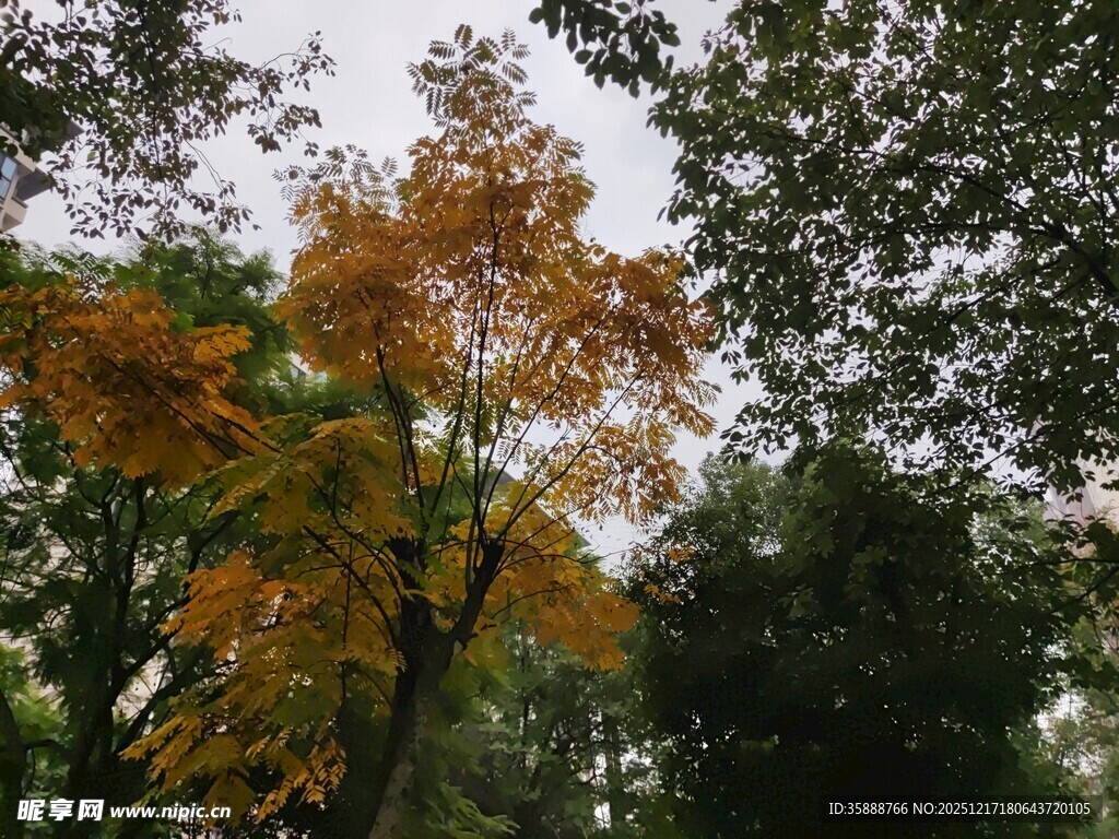 秋日林间斑斓树木景象