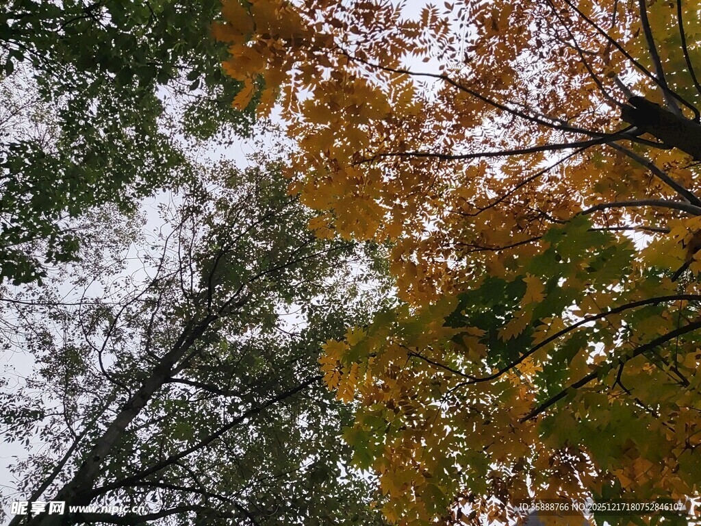 秋日林间斑斓树叶景致