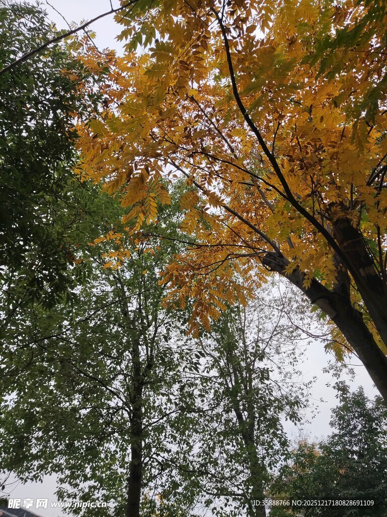 秋日金黄树叶的繁茂树林