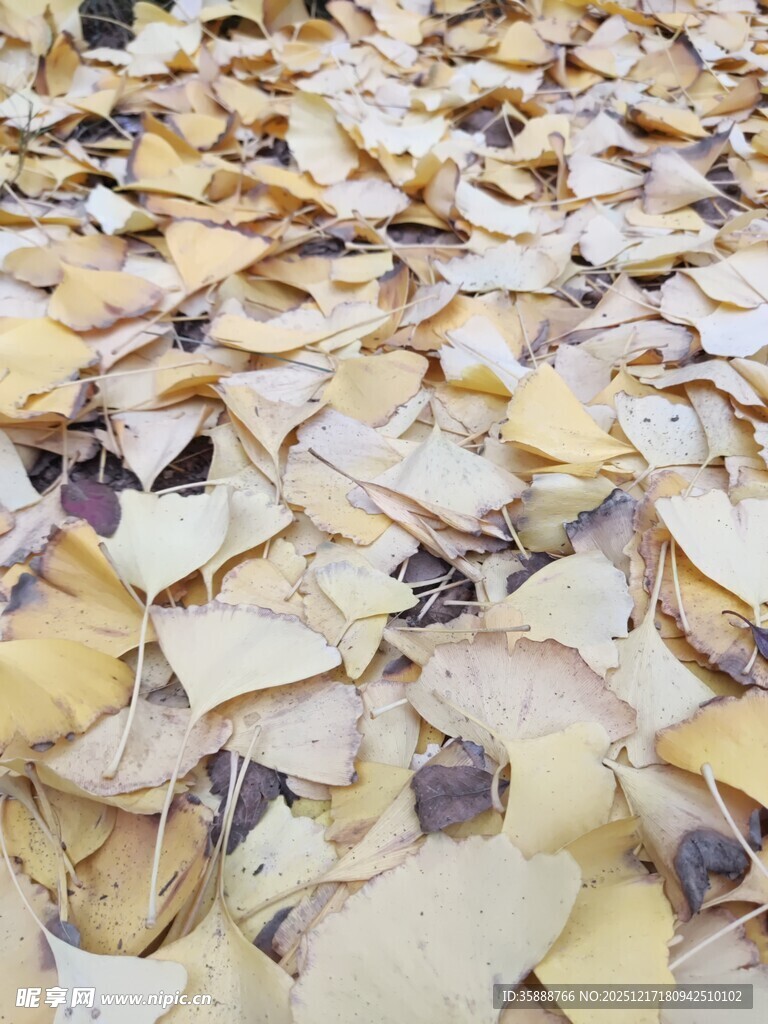 金黄落叶铺满地面的美景