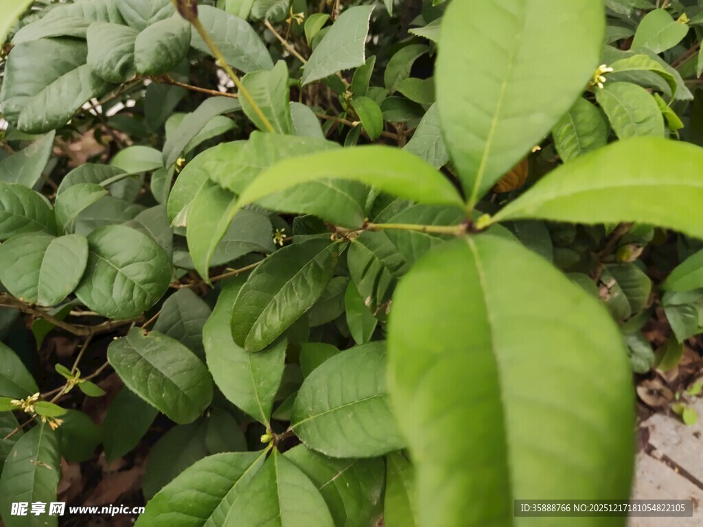 翠绿叶片植物特写