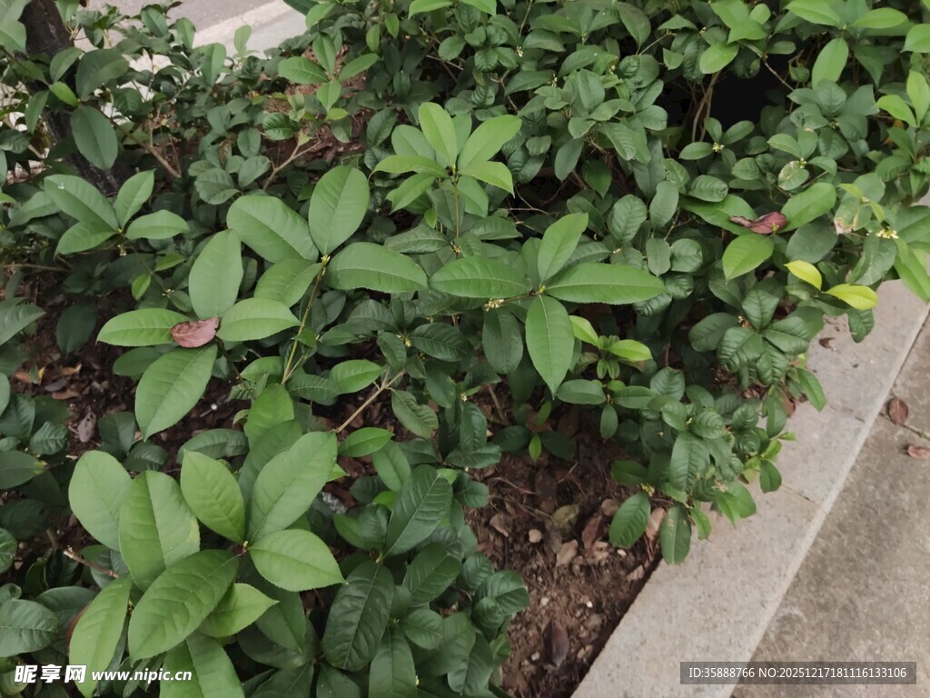 路边绿意盎然的灌木丛