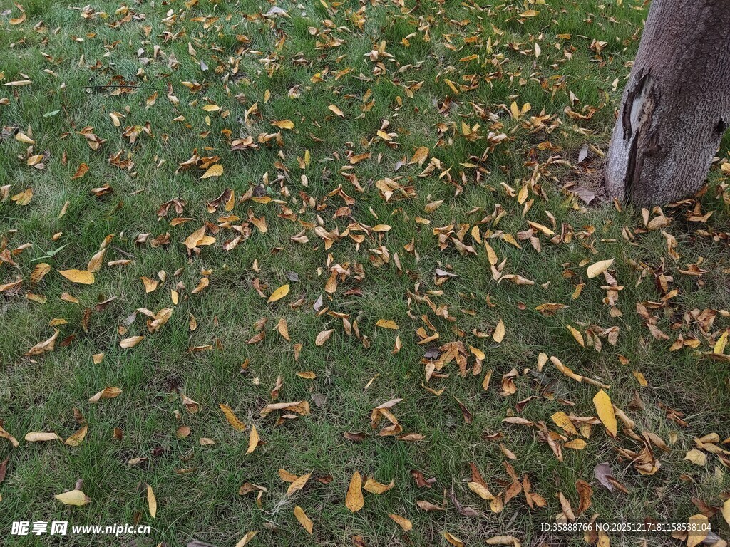 树下落叶铺就秋日美景