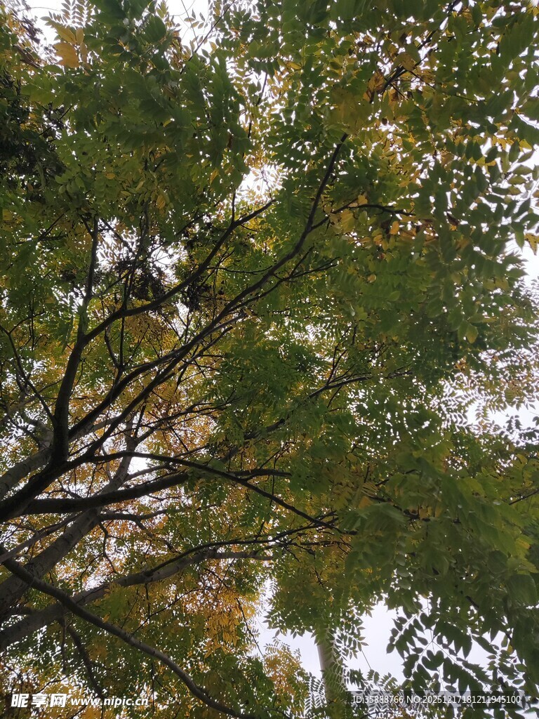 仰视茂密树木枝叶