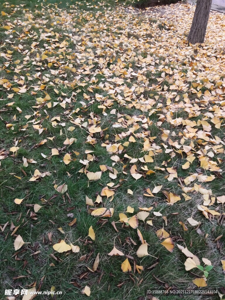 满地银杏叶的秋日美景