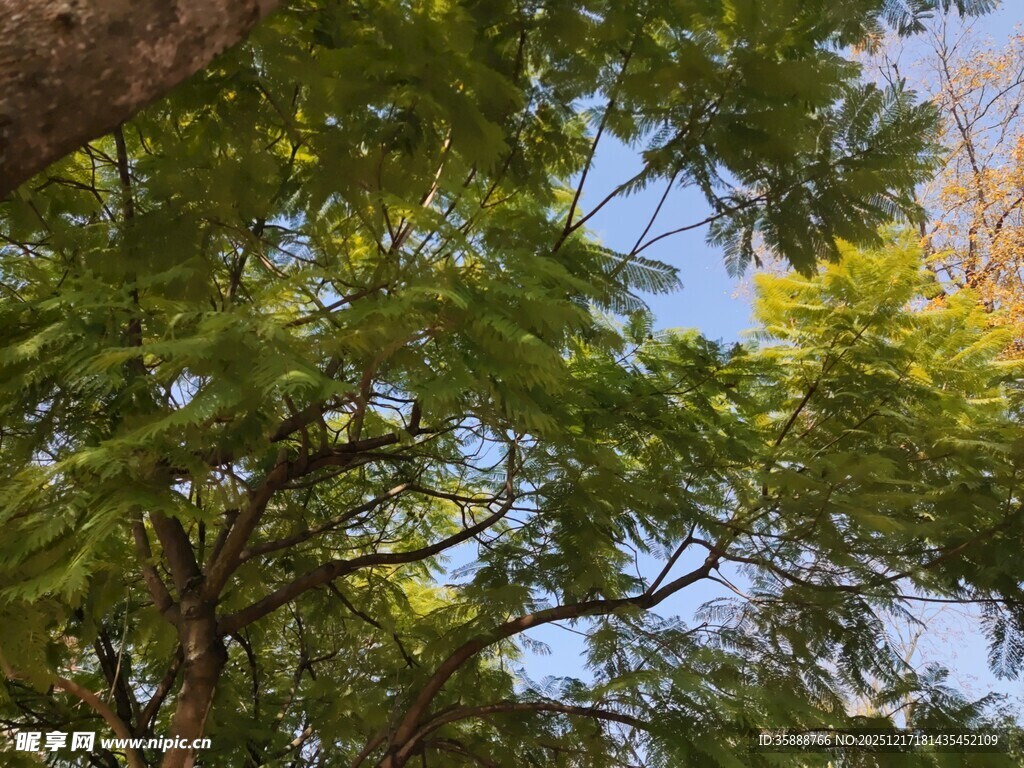 繁茂绿树枝叶间的光影