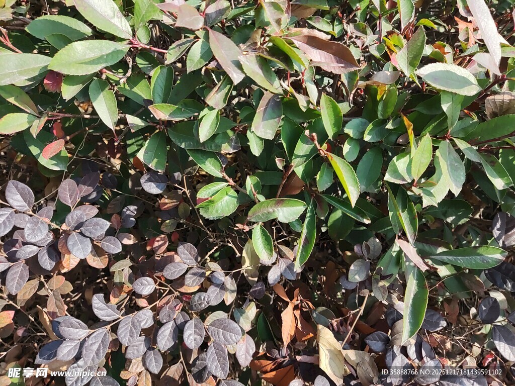 绿叶与枯叶交织的景象