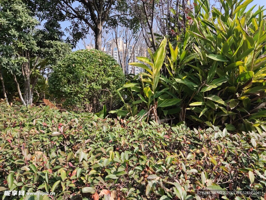 户外繁茂绿植景观