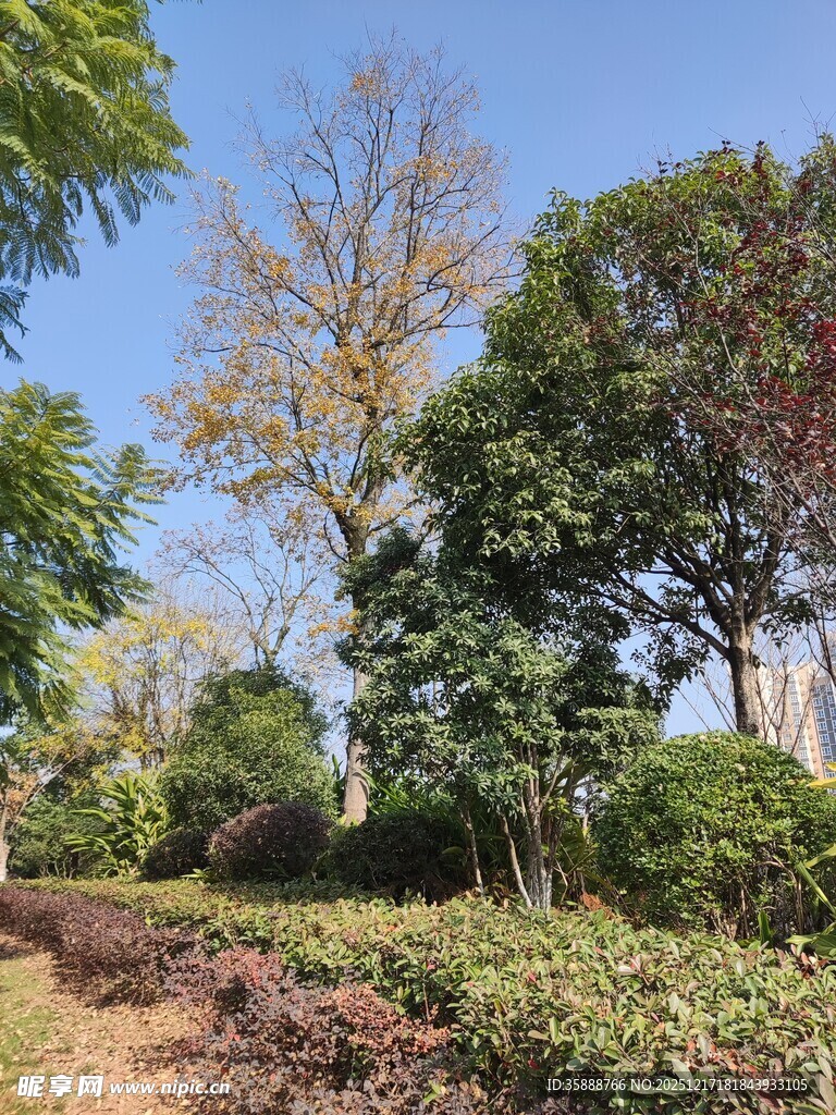 林间小道绿意盎然的景致