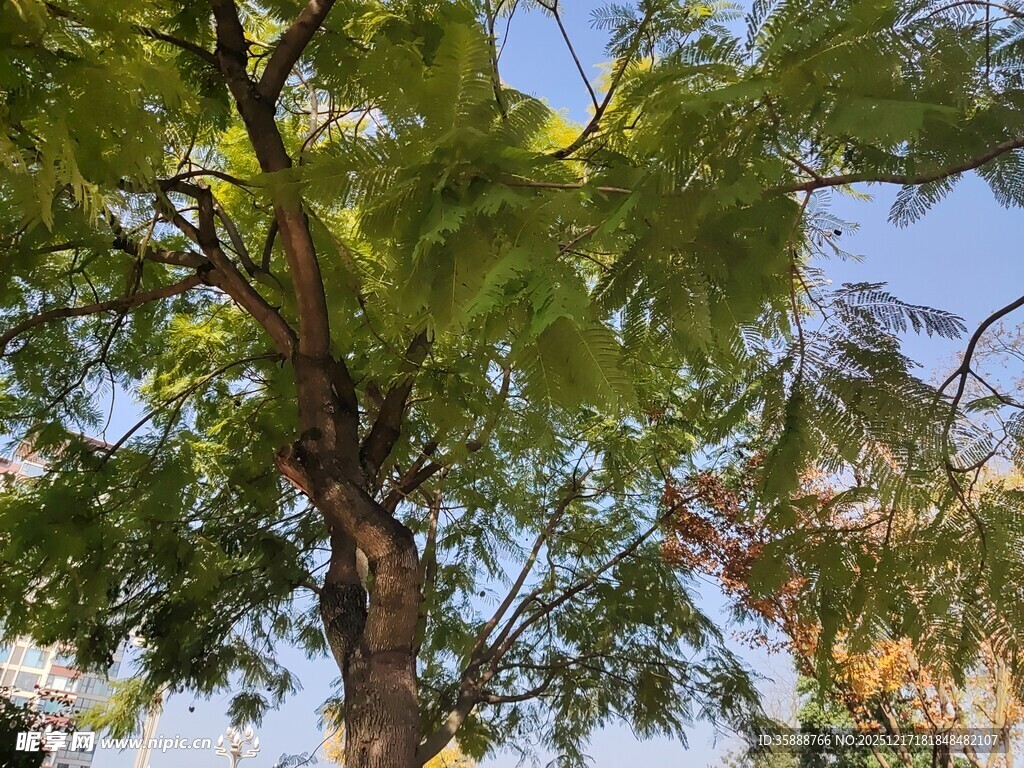 阳光下的翠绿树木