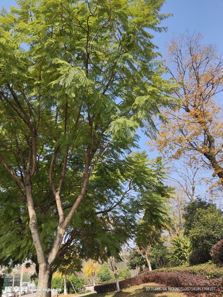 阳光下的葱郁树木景观