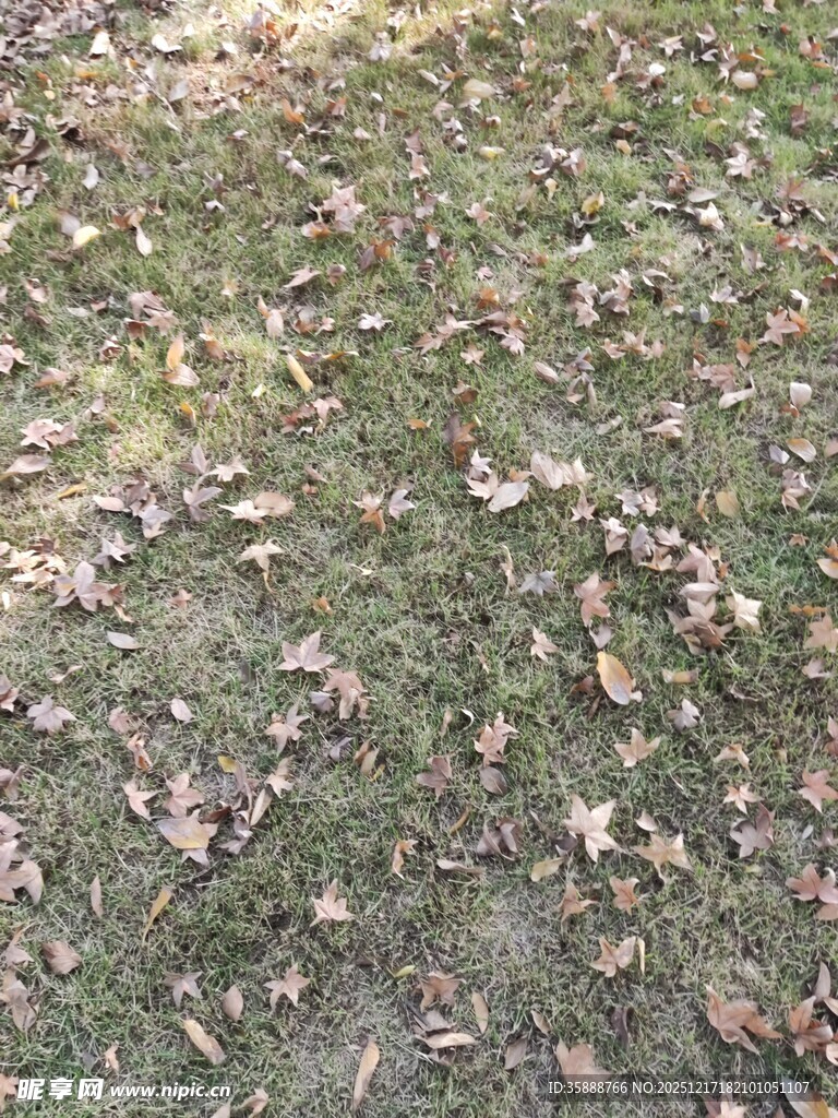 地面散落枯叶景象