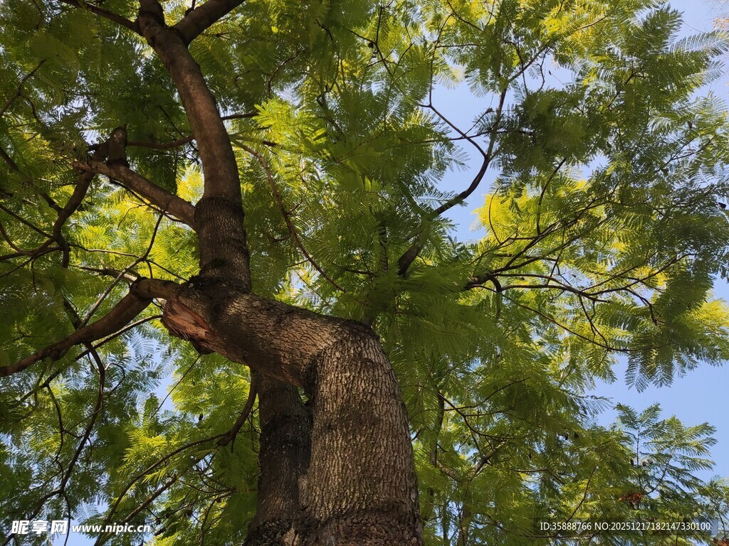 仰视下的繁茂大树
