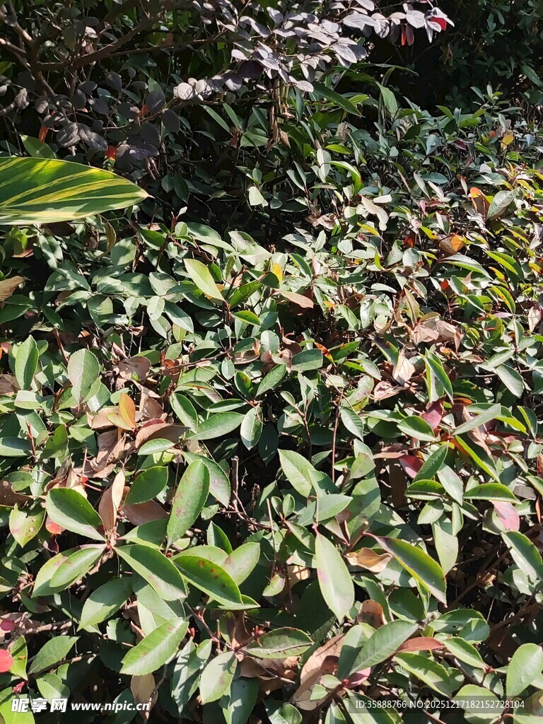 多彩叶片的繁茂植物景观