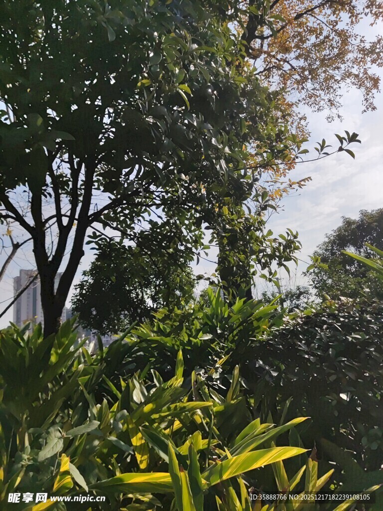 繁茂绿植中的自然景致