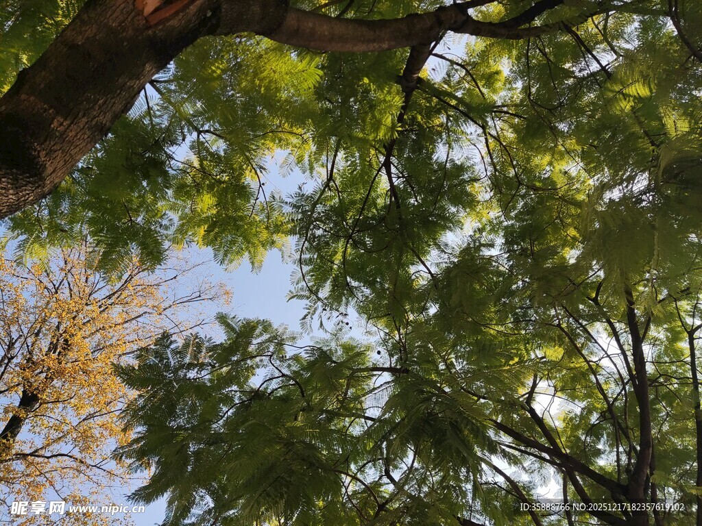 仰视繁茂树冠