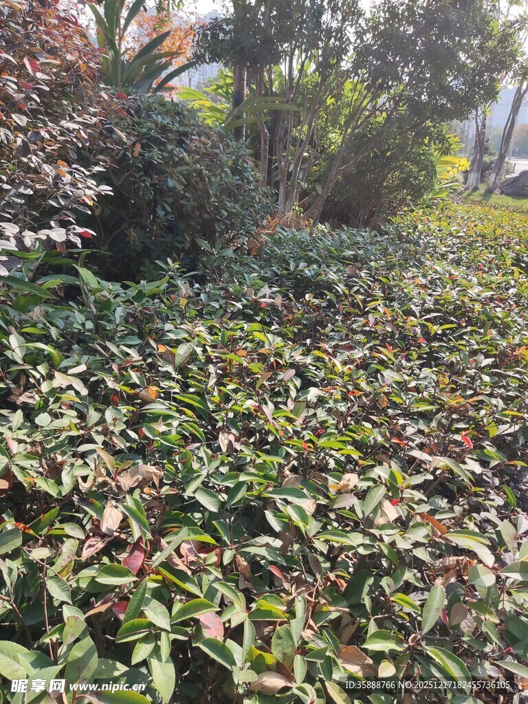 绿叶繁茂展现自然生机