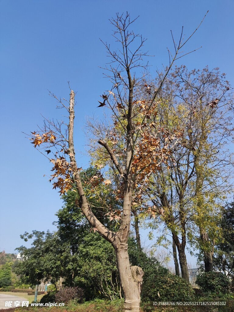 秋日枯树尽显萧瑟之美